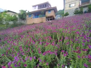 اقامتگاه یک خوابه آبشار تفریحی میلاش اقامتگاه یک خوابه آبشار تفریحی میلاش