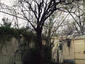 خانه ویلایی خرمالو در اصفهان خانه ویلایی خرمالو در اصفهان