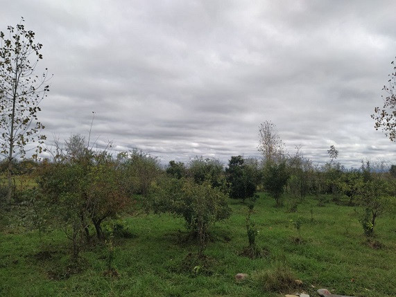 ویلا باغ سیب در ماسال