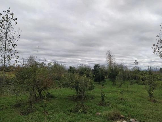 ویلا باغ سیب در ماسال ویلا باغ سیب در ماسال