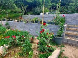 خانه باغ چشمه قائم شهر خانه باغ چشمه قائم شهر