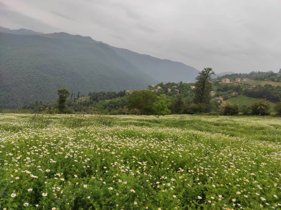 ویلا جنگلی کوهستانی افراتخته