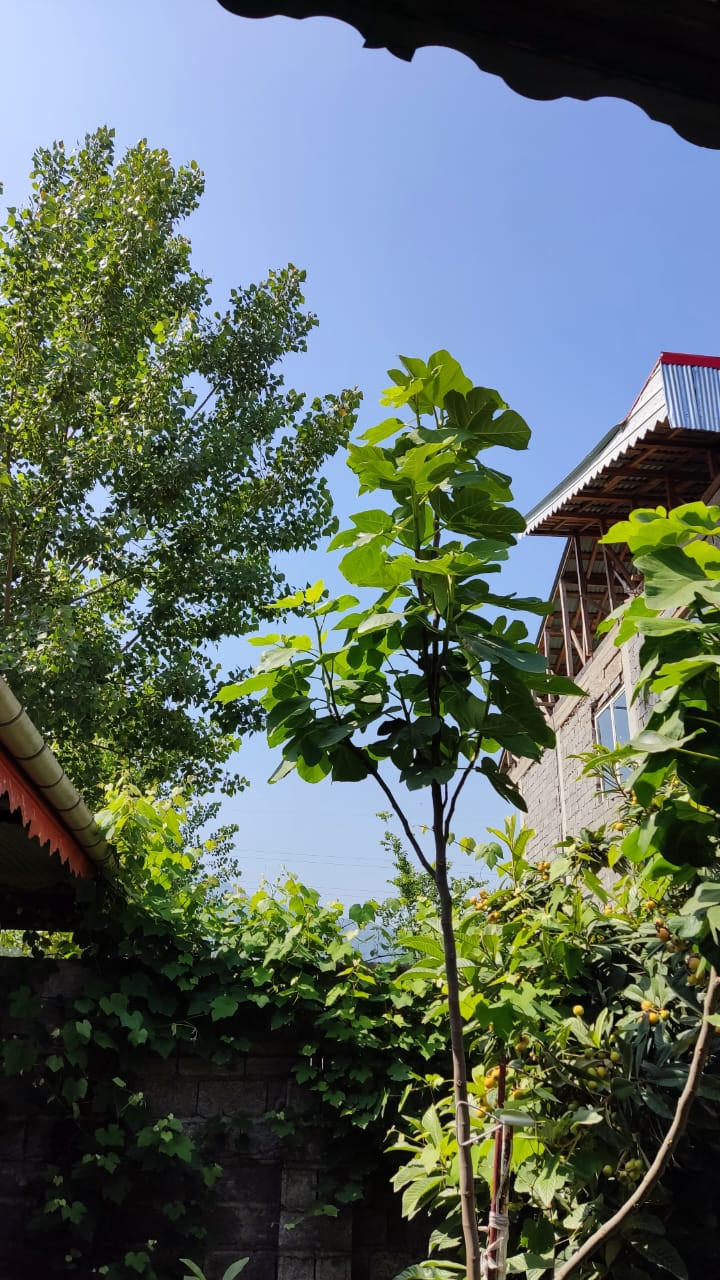 اقامتگاه روستایی یک خوابه لاهیجان