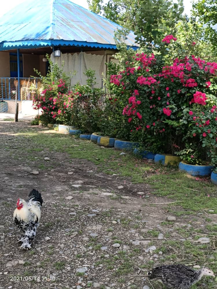 سوئیت نقلی محمدزاده فومن 