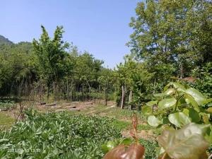 سوئیت عباسی فومن سوئیت عباسی فومن