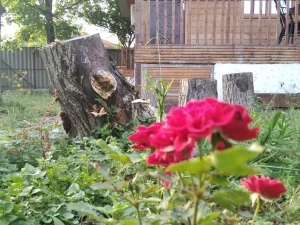 کلبه چوبی گل یاس ماسال