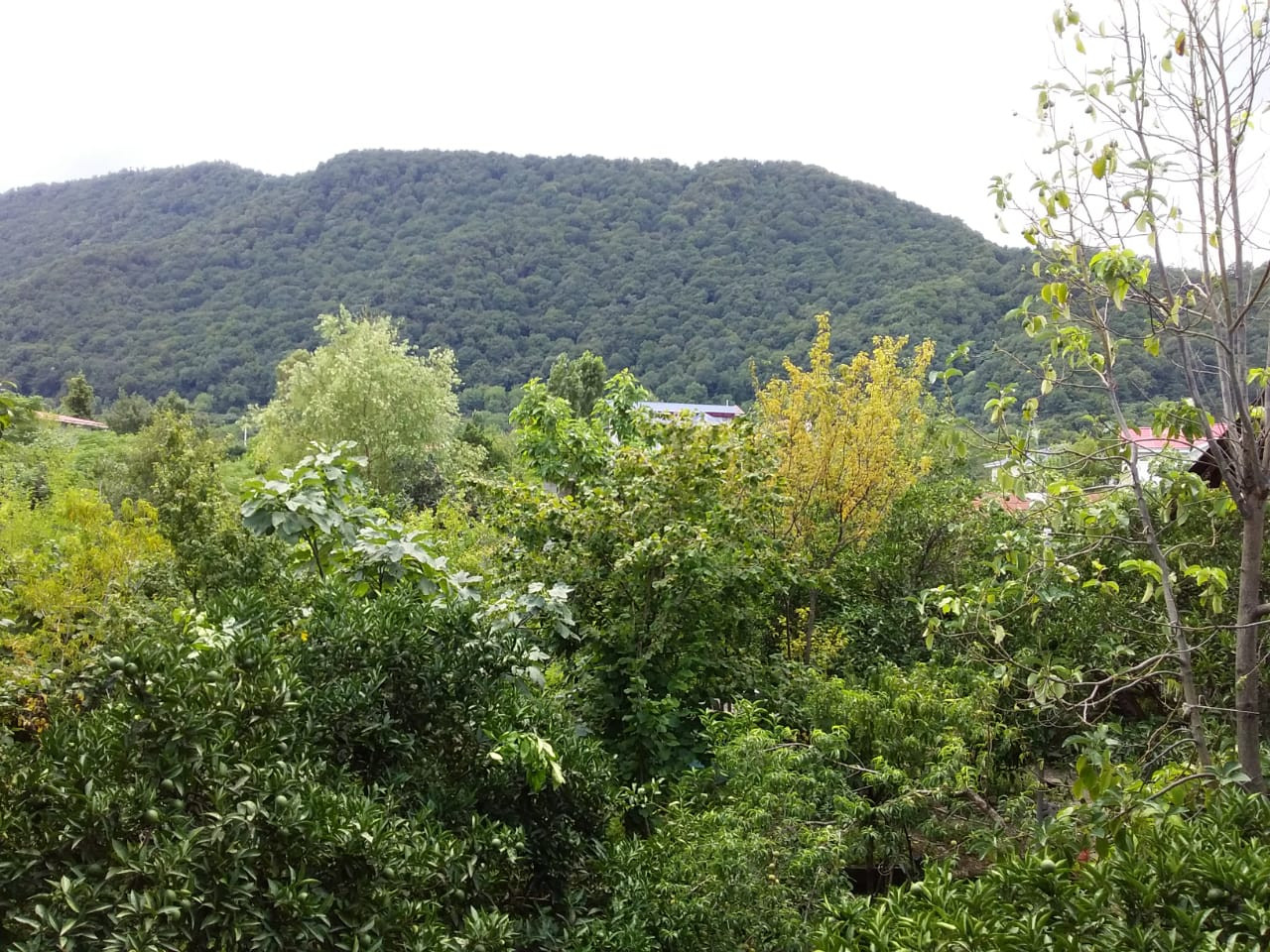 سوئیت آپارتمان خیری رامسر 