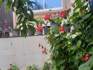 ویلا ساحلی شریفی ویلا ساحلی شریفی