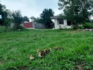 ویلا باغ خاطره کنار رودخانه ماسال ویلا باغ خاطره کنار رودخانه ماسال