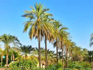 اقامتگاه بوم گردی انارستان جم اقامتگاه بوم گردی انارستان جم