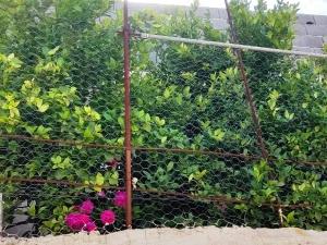 ویلا یک خوابه محمدی ایذه ویلا یک خوابه محمدی ایذه