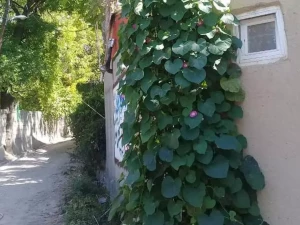 اقامتگاه بوم گردی باغ شریف بافت اقامتگاه بوم گردی باغ شریف بافت