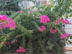 آپارتمان دوخوابه محمدیان کاشان آپارتمان دوخوابه محمدیان کاشان