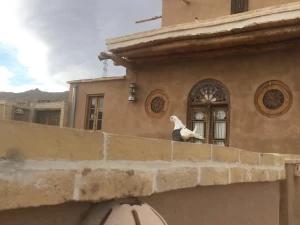 اقامتگاه بوم گردی حاجی زینل تفت اقامتگاه بوم گردی حاجی زینل تفت