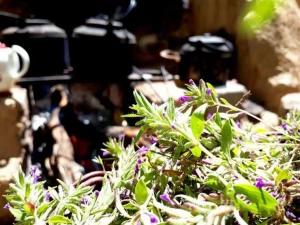 اقامتگاه بوم گردی سید بافق اقامتگاه بوم گردی سید بافق