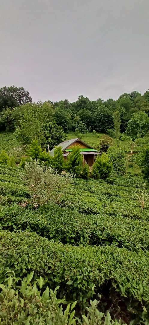 کلبه جنگلی دلین شغفی لاهیجان