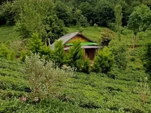 کلبه جنگلی دلین شغفی لاهیجان کلبه جنگلی دلین شغفی لاهیجان