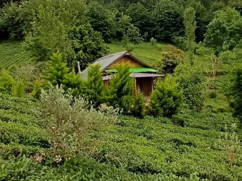 کلبه جنگلی دلین شغفی لاهیجان کلبه جنگلی دلین شغفی لاهیجان