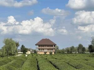 اقامتگاه بومگردی تی باغ فومن اقامتگاه بومگردی تی باغ فومن