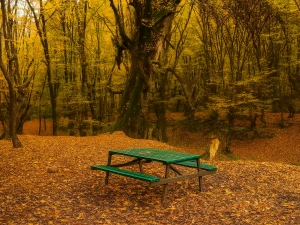 تور ریلی یکروزه تهران به النگدره جنگلهای قرق تور ریلی یکروزه تهران به النگدره جنگلهای قرق