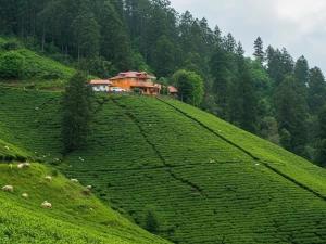 تور ریلی یک روزه تهران به لاهیجان تا بام سبز تور ریلی یک روزه تهران به لاهیجان تا بام سبز