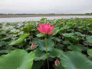 تور ریلی یکروزه تهران به سراوان تا رشت تور ریلی یکروزه تهران به سراوان تا رشت