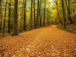 تور ریلی تهران به جنگل راش تور ریلی تهران به جنگل راش