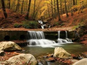 تور ریلی تهران به جنگل راش تور ریلی تهران به جنگل راش