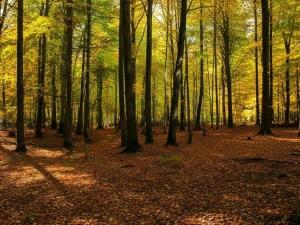 تور ریلی تهران به جنگل راش تور ریلی تهران به جنگل راش