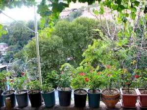 ویلا کوهستانی درکه در تهران ویلا کوهستانی درکه در تهران