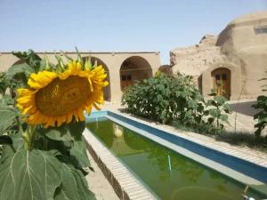 بوم گردی نخل و نرگس طبس بوم گردی نخل و نرگس طبس
