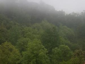 ویلا جنگلی با جکوزی و سونا در رامسر ویلا جنگلی با جکوزی و سونا در رامسر