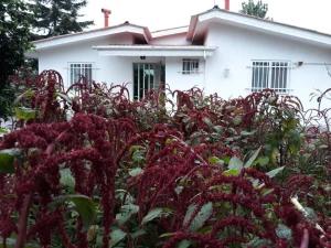 ویلا حیاط دار در رامسر ویلا حیاط دار در رامسر