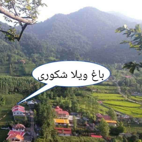 علیرضا شکوری