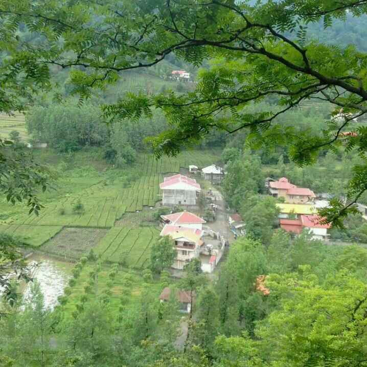 علی اصغر شکوری