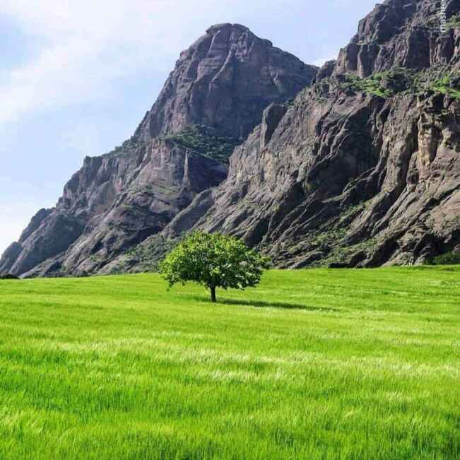 جواد نوروزی فراشی