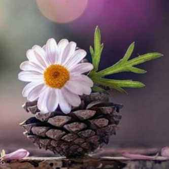 احمد رضاپور مقدم