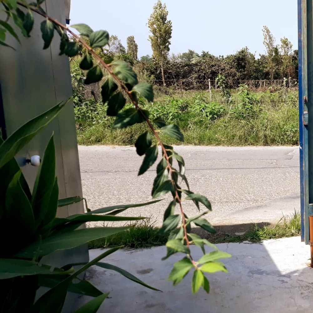 علیرضا قلی زاده