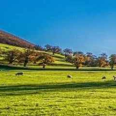 حسین حبیب زاده