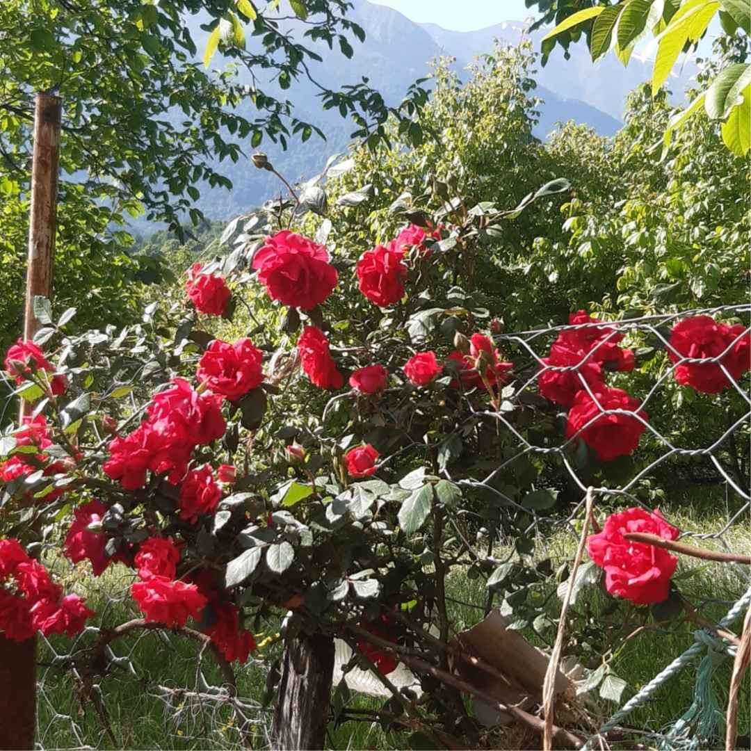 محبوبه شیرودی