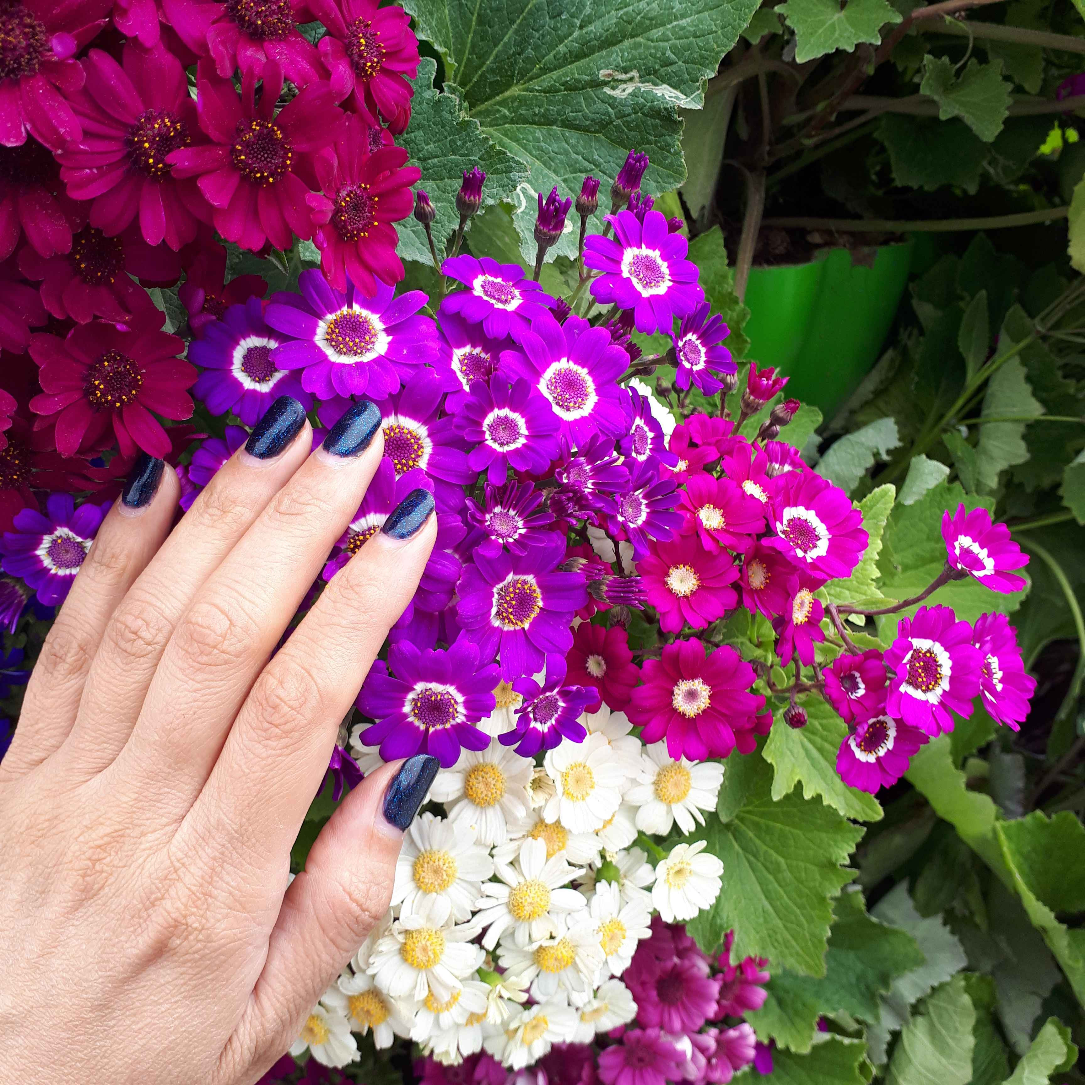 صدیقه ذاکری