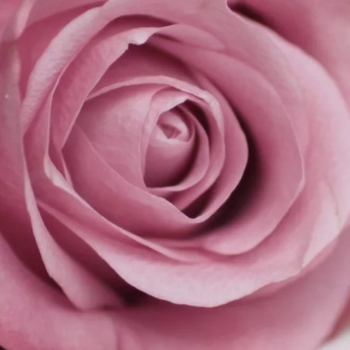 خانم نرگس کریمی